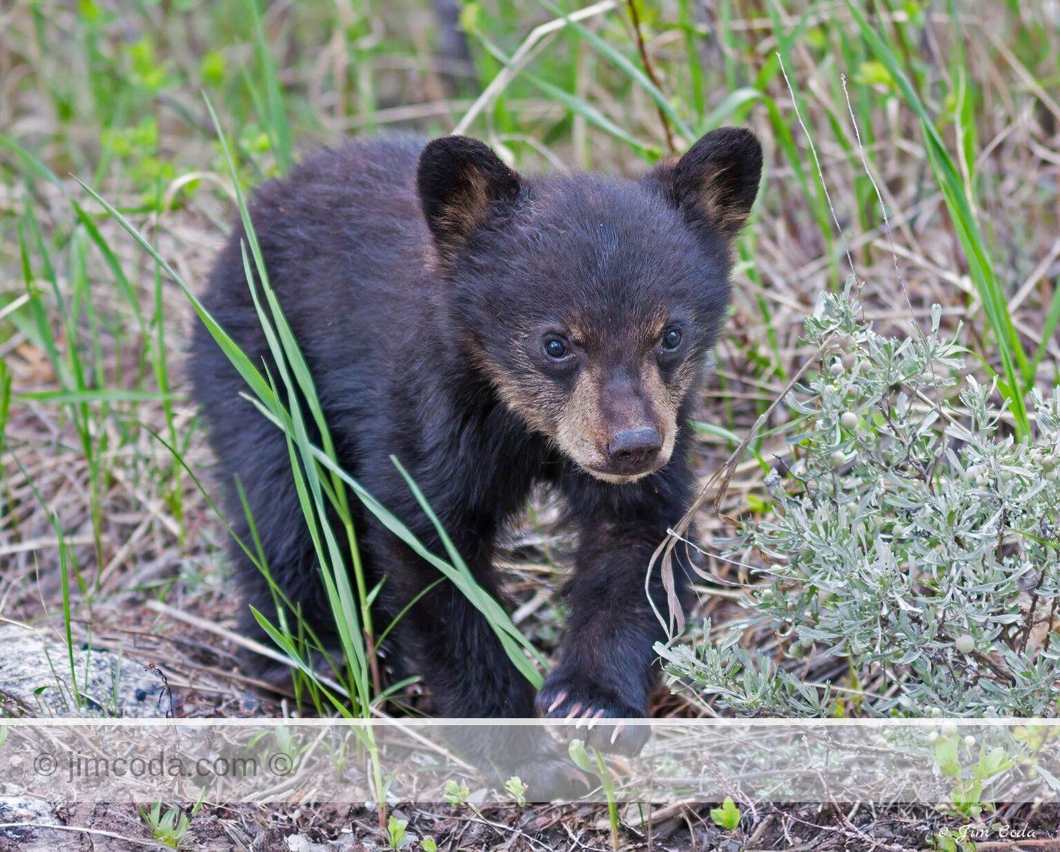 A football-size black bear spring cub walks through the forest near its mother in Yellowstone National Park.