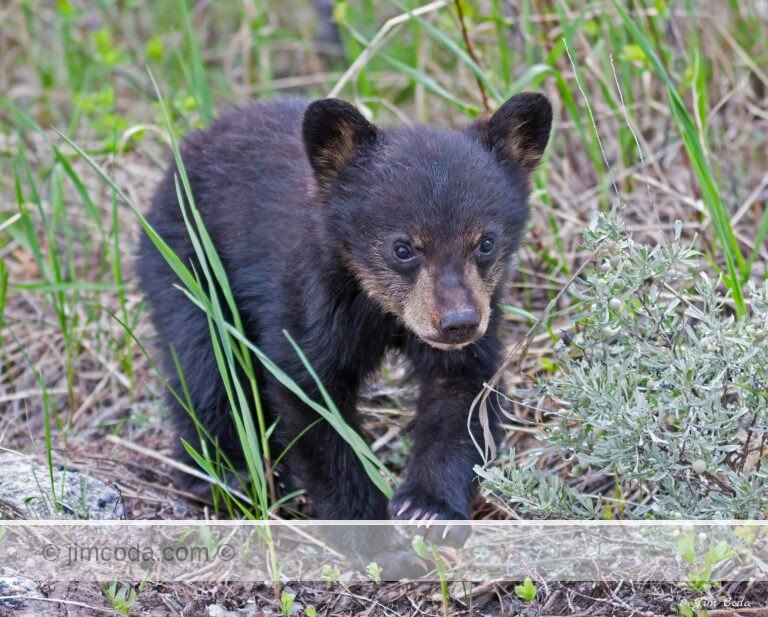 A football-size black bear spring cub walks through the forest near its mother in Yellowstone National Park.