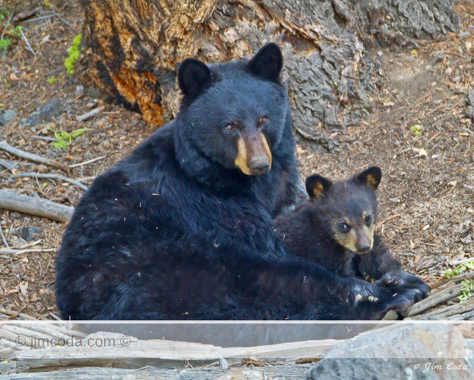 A black bear sow and her cub of the year ("coy") take a nap near Calcite Springs.