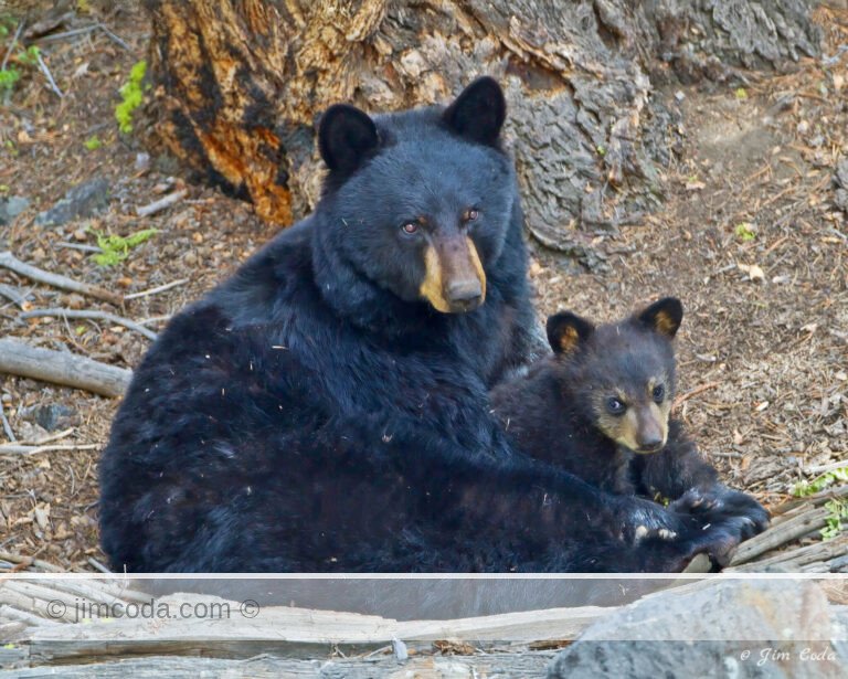 A black bear sow and her cub of the year ("coy") take a nap near Calcite Springs.