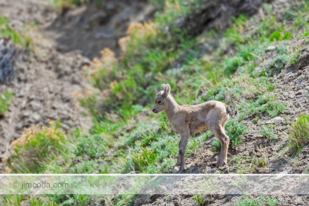 A newborn bighorn lamb stands on the slopes on Mount Everts above the Gardner River.