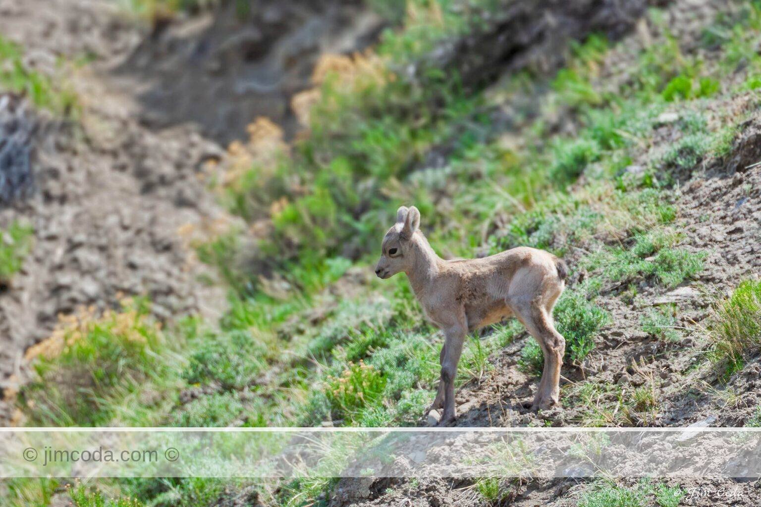A newborn bighorn lamb stands on the slopes on Mount Everts above the Gardner River.