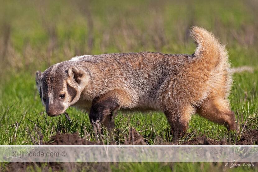 A badger hunts for gophers on one of the ranches in the Seashore.