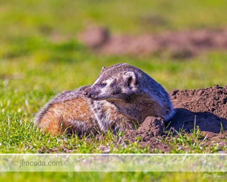 A badger takes a break from digging for gophers in Point Reyes National Seashore.