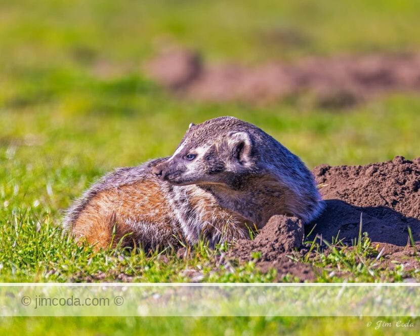 A badger takes a break from digging for gophers in Point Reyes National Seashore.