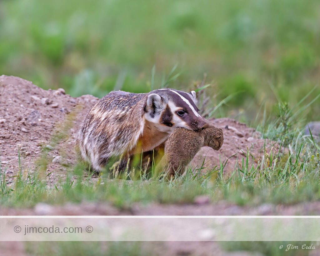 A badger catches a ground squirrel in Yellowstone National Park.