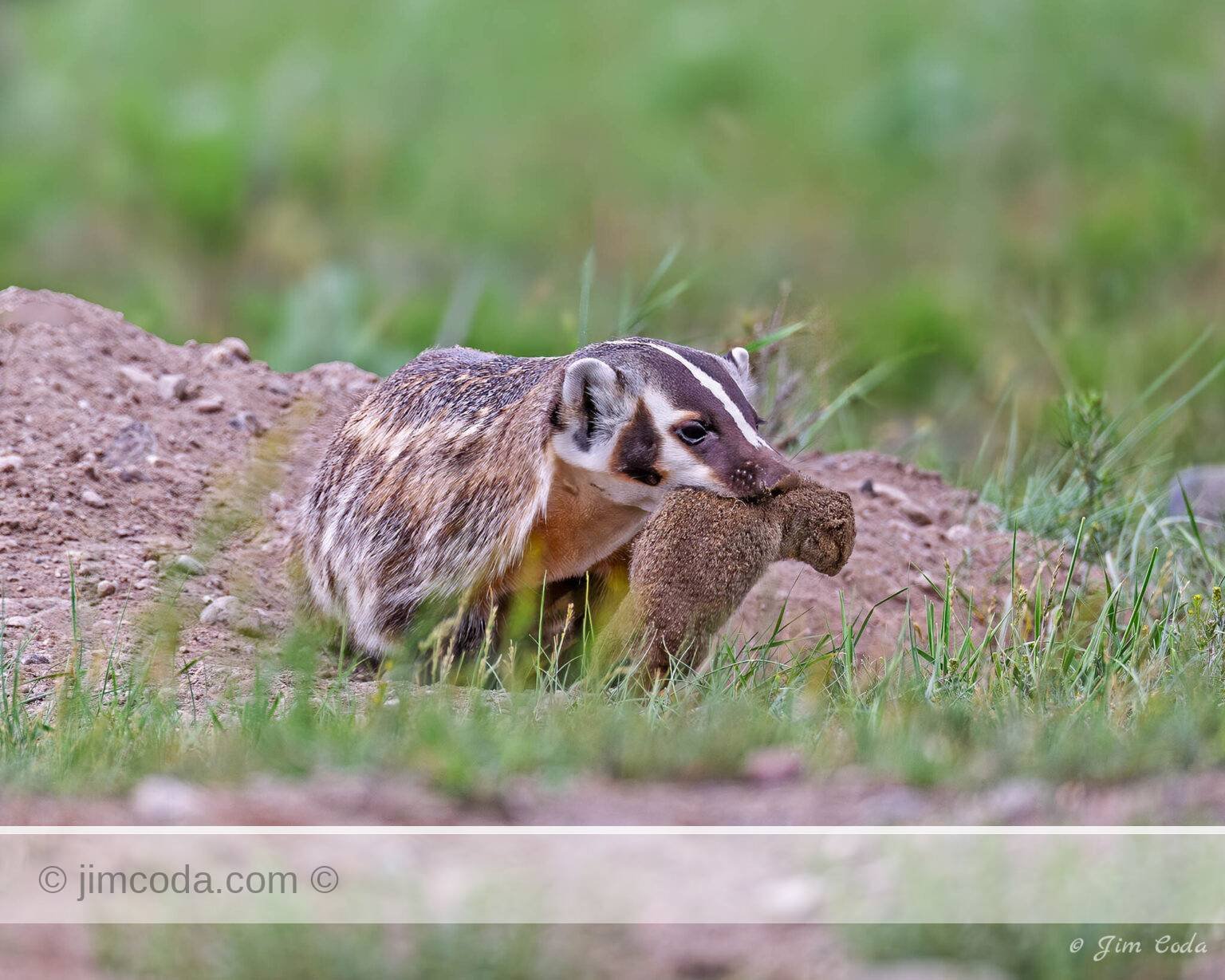 A badger catches a ground squirrel in Yellowstone National Park.