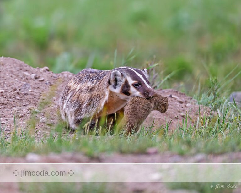 A badger catches a ground squirrel in Yellowstone National Park.