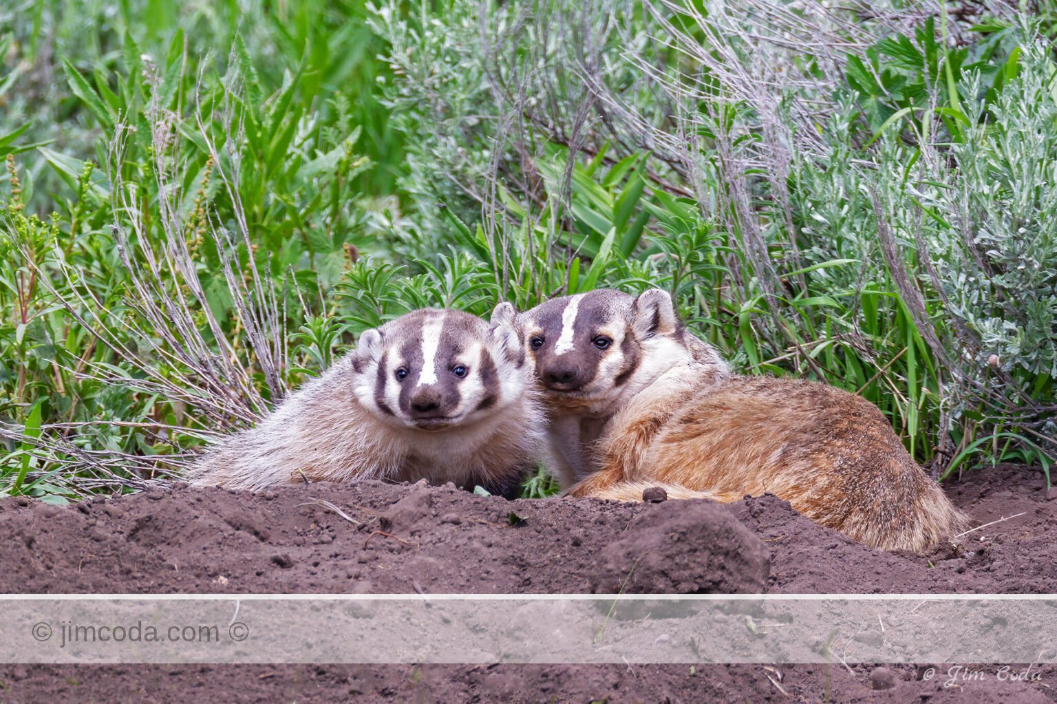 A badger mom and her cub pose for the camera in Yellowstone National Park.