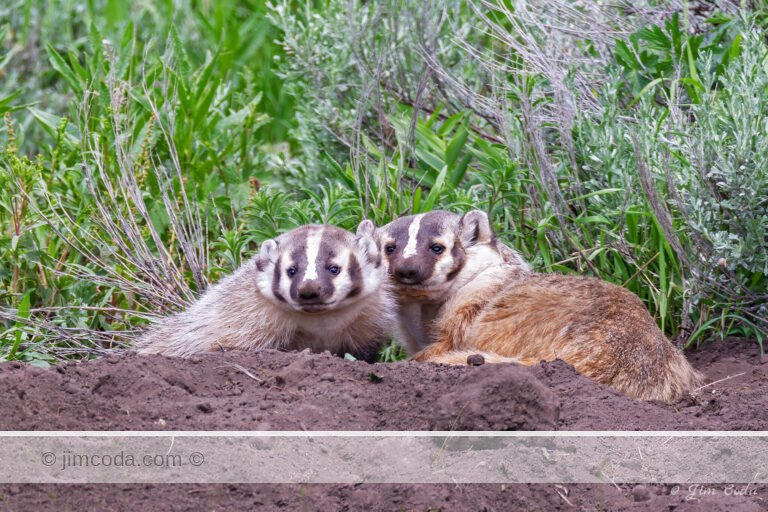 A badger mom and her cub pose for the camera in Yellowstone National Park.