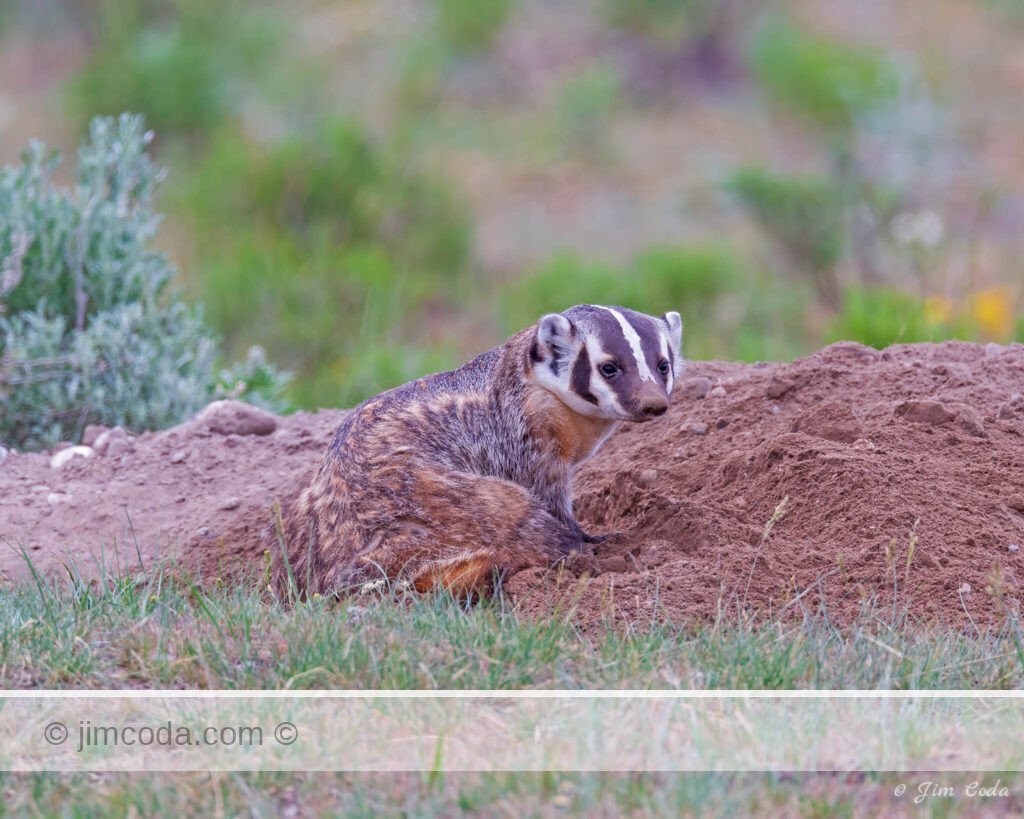 A badger mom stays near her den in Yellowstone National Park.