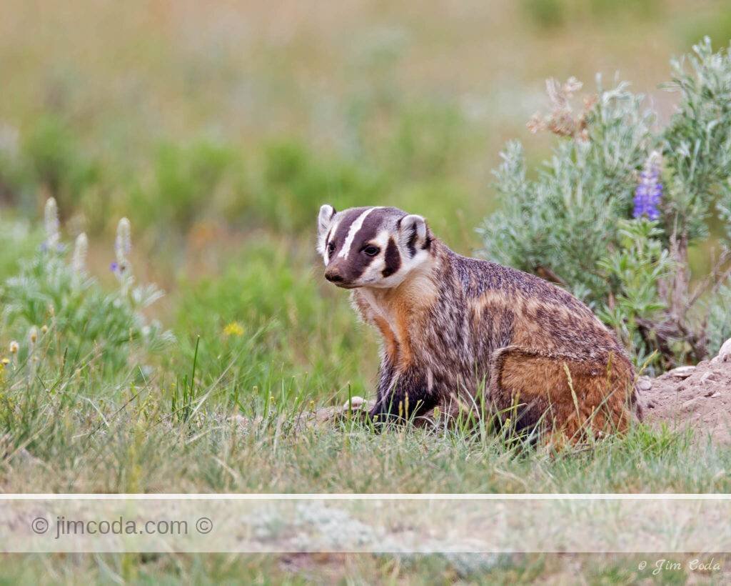 A mother badger sits outside her den site in Yellowstone.