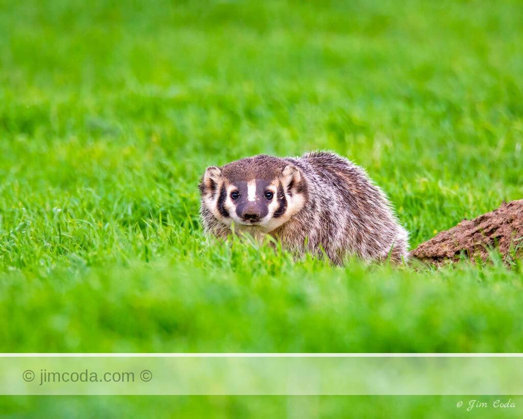 A badger hunts for gophers in Point Reyes National Seashore.