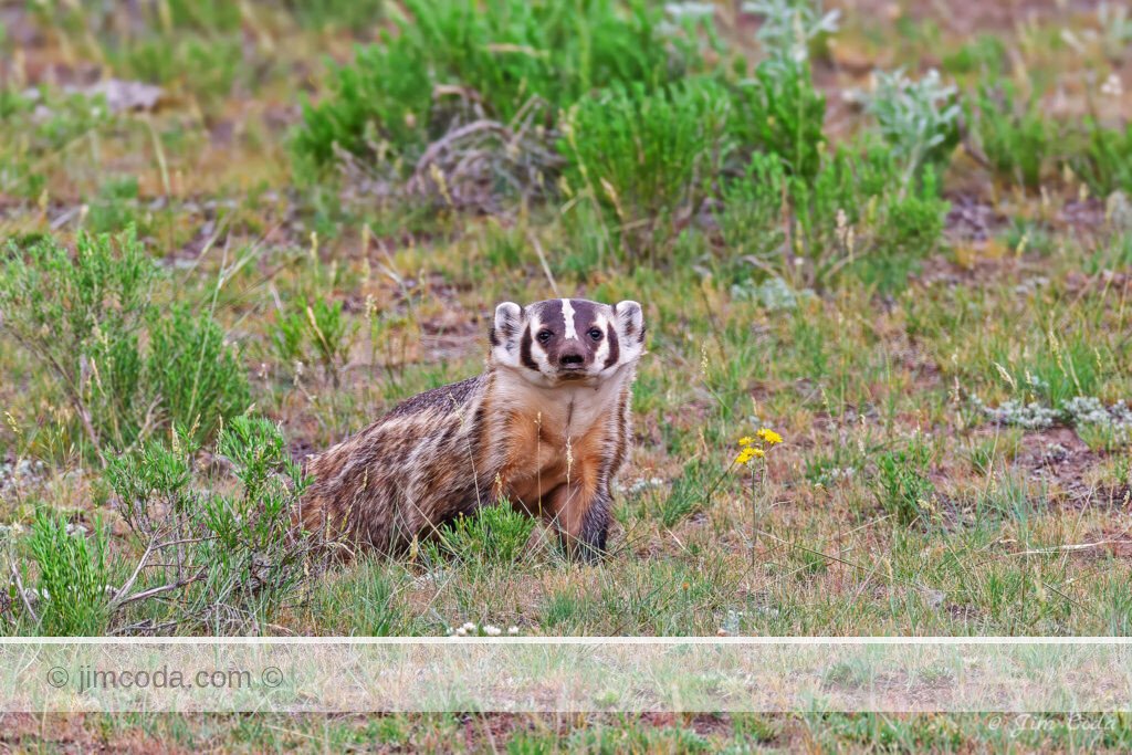 A badger hunts for food in Yellowstone National Park.