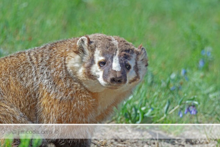 A badger stops hunting to pose for its portrait.