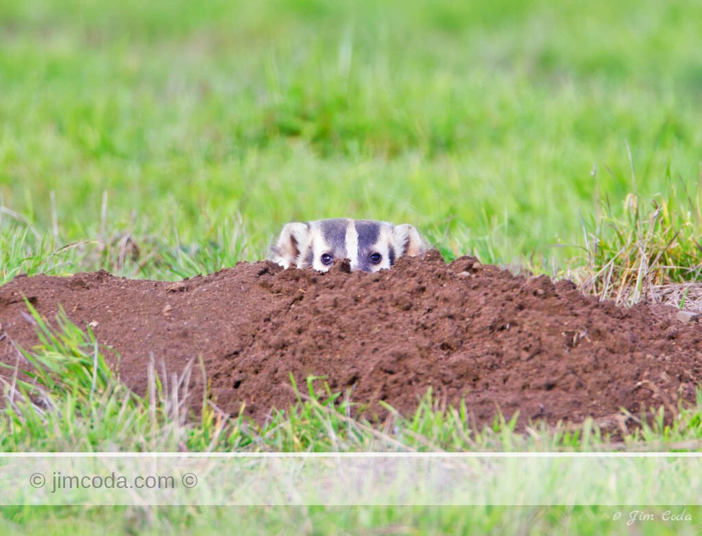 A badger peeks from its burrow in Point Reyes National Seashore.
