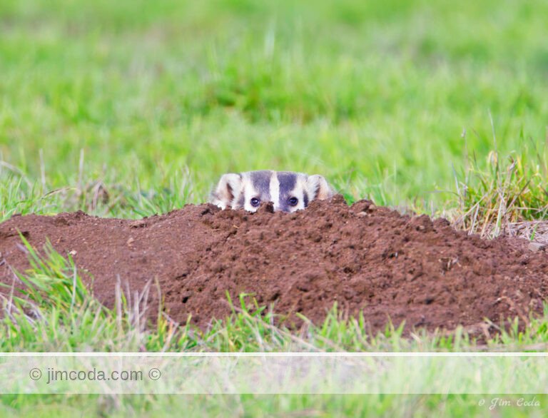 A badger peeks from its burrow in Point Reyes National Seashore.