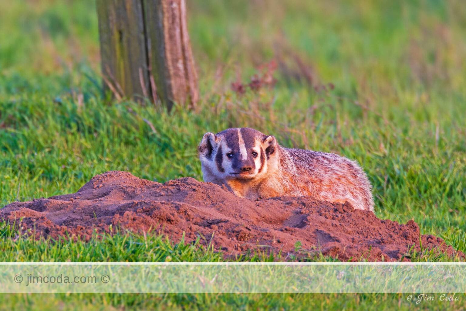 A partially blind badger digs for gophers in the ranching area of Point Reyes National Seashore.
