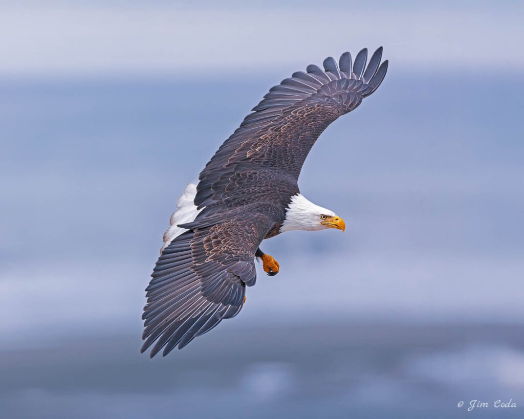 A bald eagle flies down the beach at Kachemak Bay, Alaska.