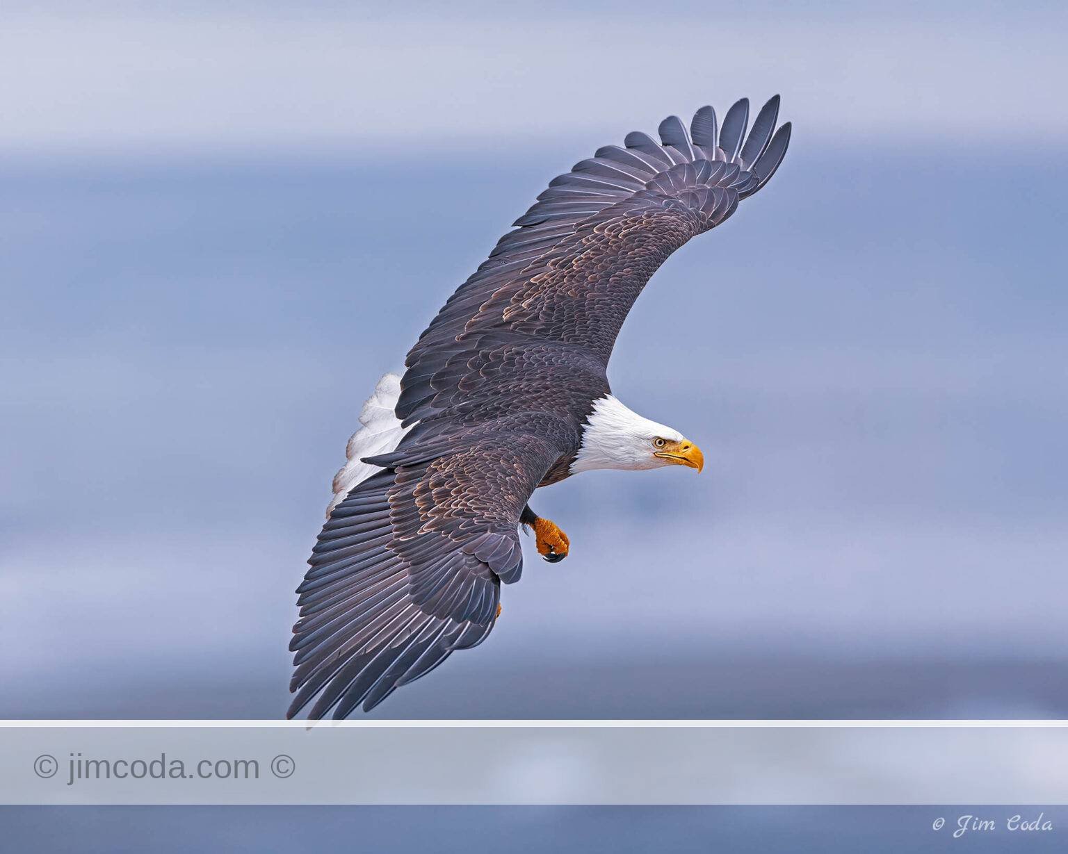 A bald eagle flies down the beach at Kachemak Bay, Alaska.