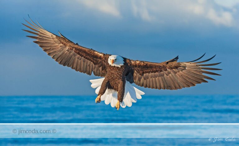 Photo of a bald eagle preparing to land at Homer, Alaska..