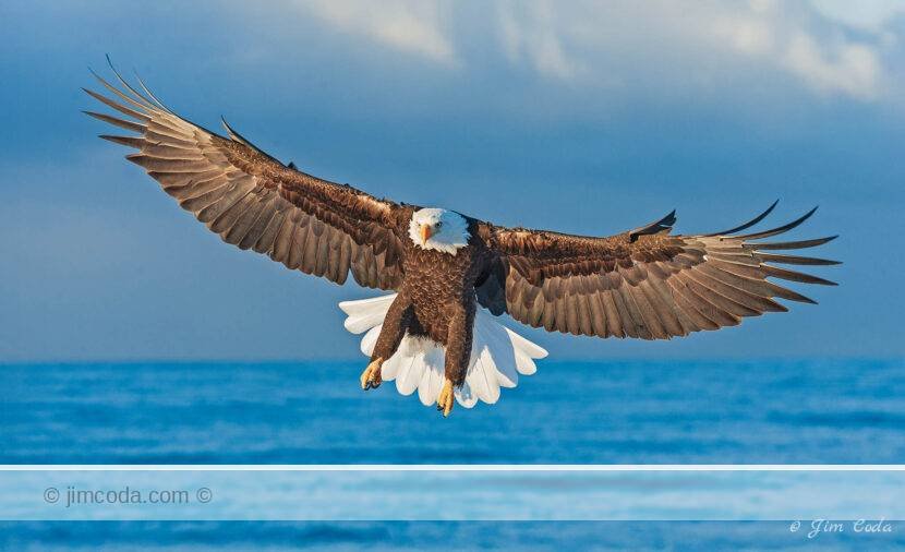 Photo of a bald eagle preparing to land at Homer, Alaska..