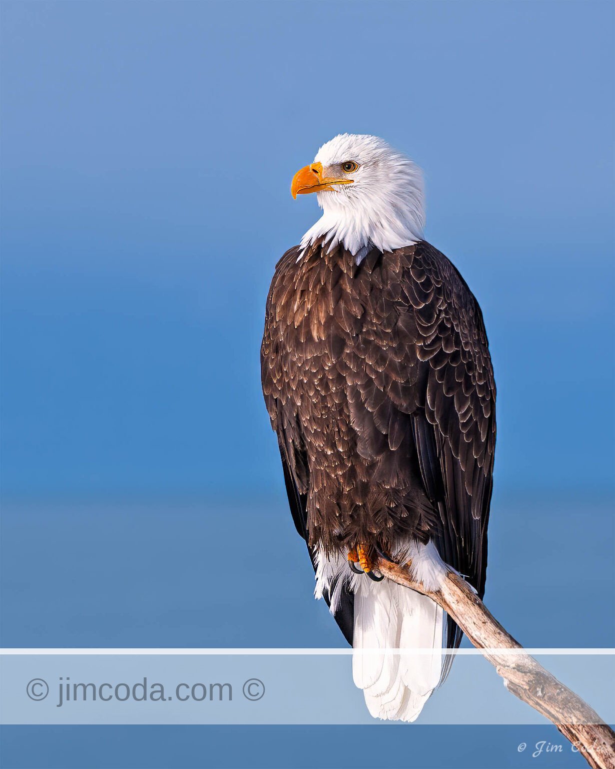 Photo of a bald eagle perched on a snag along Kachemak Bay, Homer, Alaska.