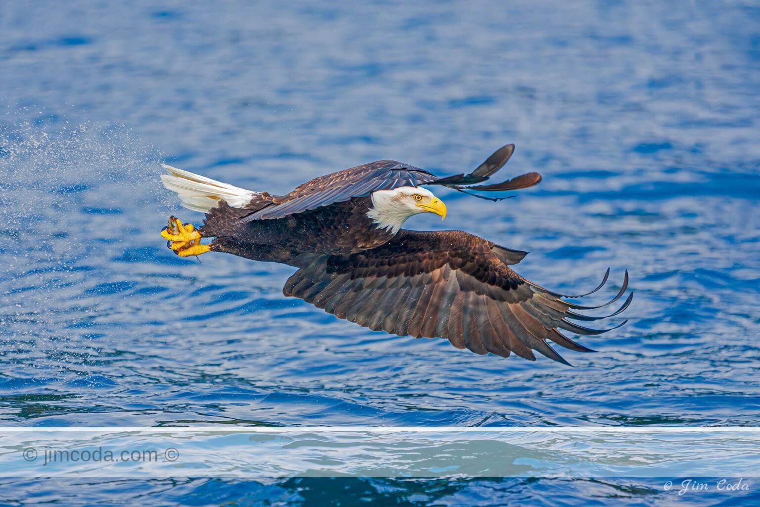 A bald eagle grabs a fish in Kachemak Bay, Alaska.