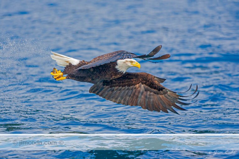 A bald eagle grabs a fish in Kachemak Bay, Alaska.