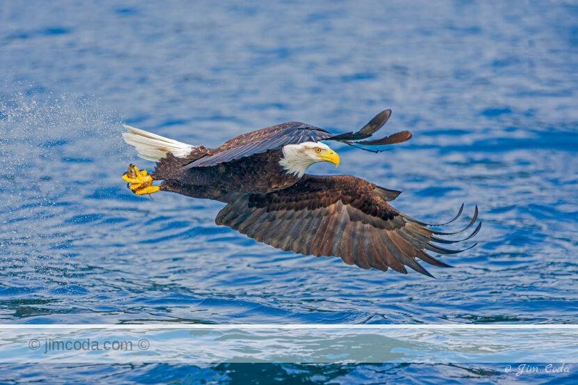 A bald eagle grabs a fish in Kachemak Bay, Alaska.