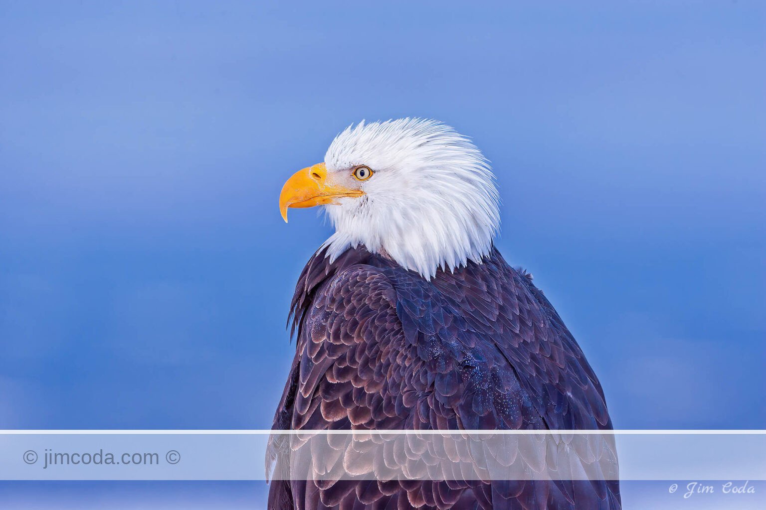Portrait of a bald eagle photographed on an early Alaskan morning. near Homer.