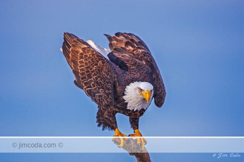 A bald eagle lands on a snag along Kachemak Bay, Alaska.