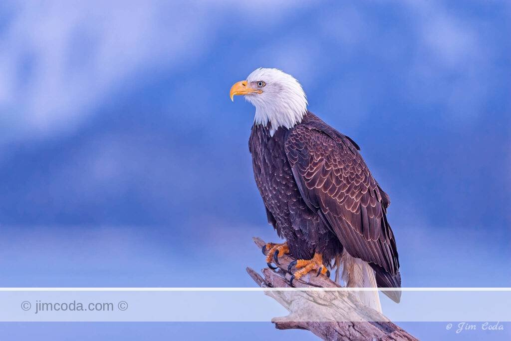 A mature bald eagle perches on a snag along Kachemak Bay, Alaska.