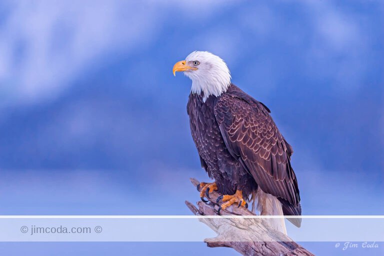 A mature bald eagle perches on a snag along Kachemak Bay, Alaska.