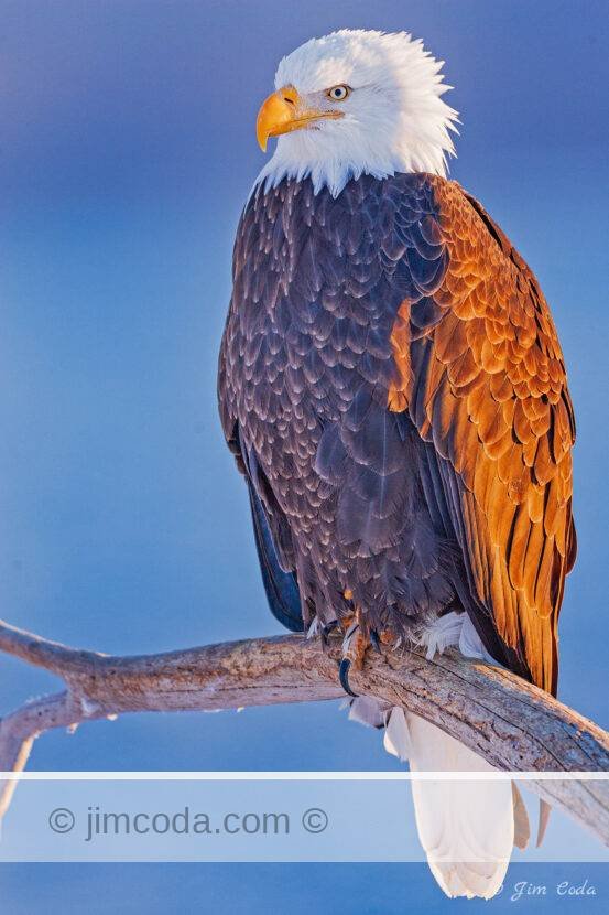 A bald eagle perched on a limb along Kachemak Bay, Alaska.