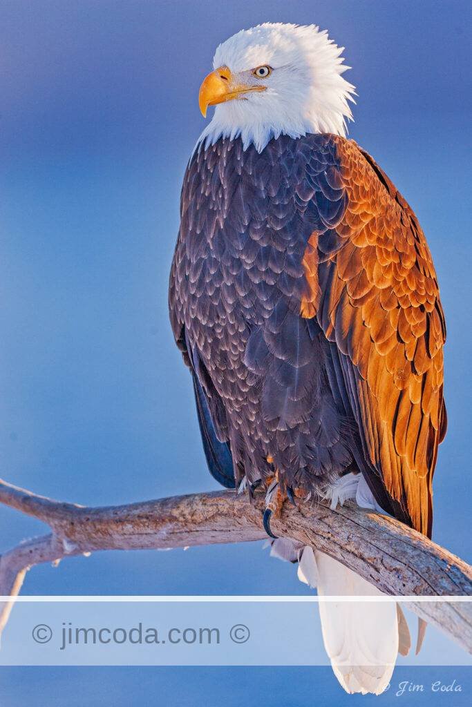 A bald eagle perched on a limb along Kachemak Bay, Alaska.