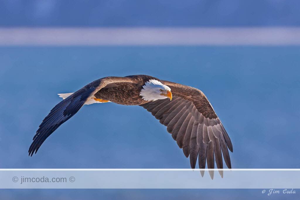 Photo of a bald eagle flying over Kachemak Bay, near Homer Alaska.