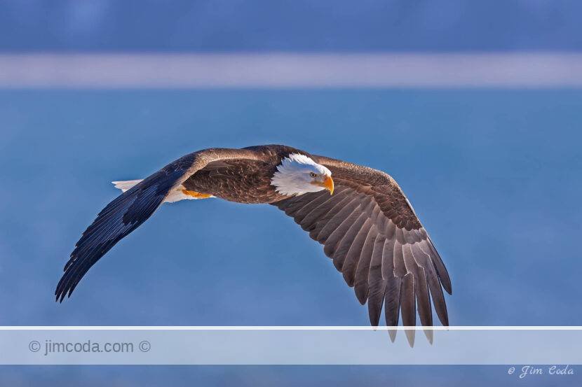 Photo of a bald eagle flying over Kachemak Bay, near Homer Alaska.