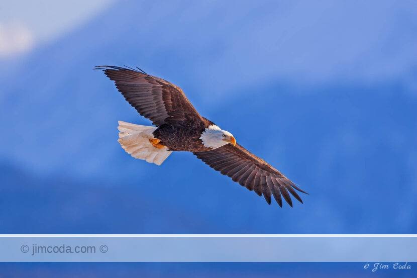 A bald eagle soars over Kachemak Bay, Alaska.