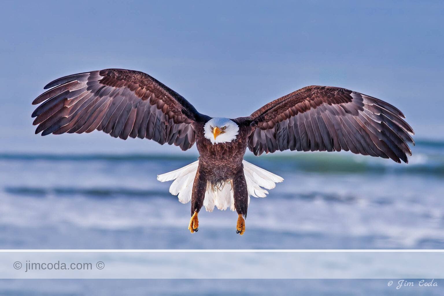 A bald eagle prepares to land along the shore of Kachemak Bay, Alaska.