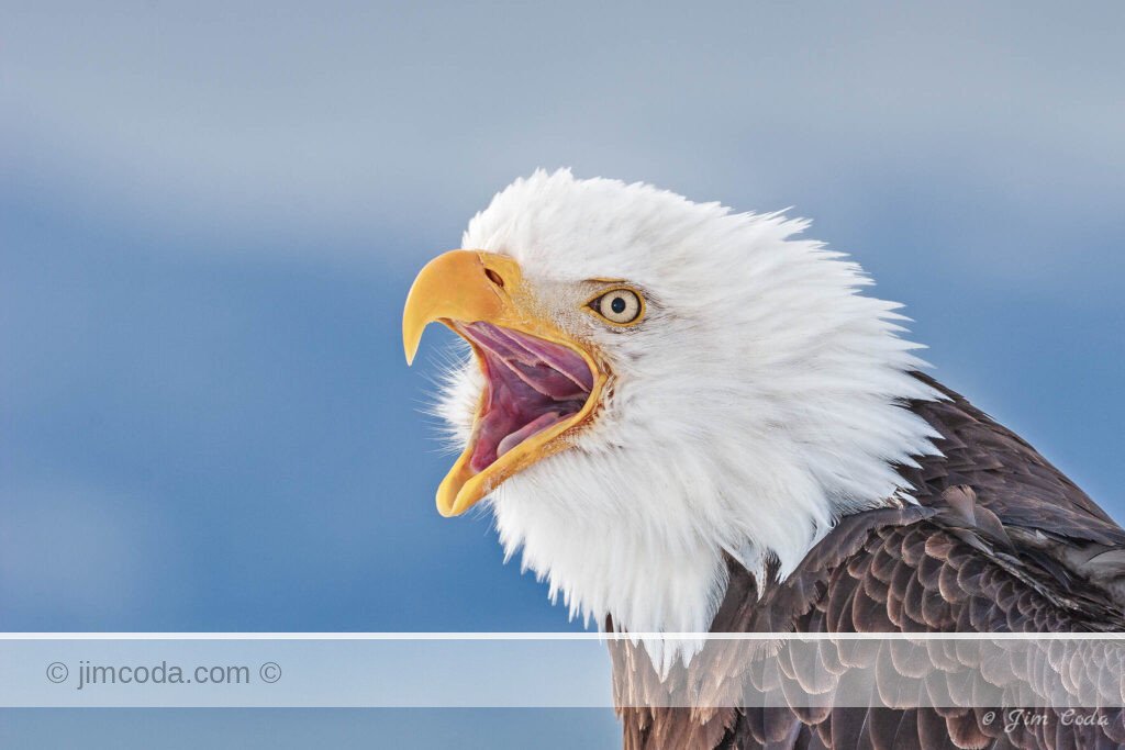 Photo of a bald eagle screaming after landing in Homer, Alaska, to announce its presence.