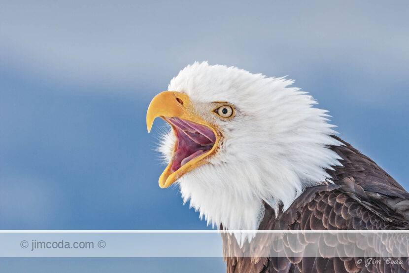 Photo of a bald eagle screaming after landing in Homer, Alaska, to announce its presence.