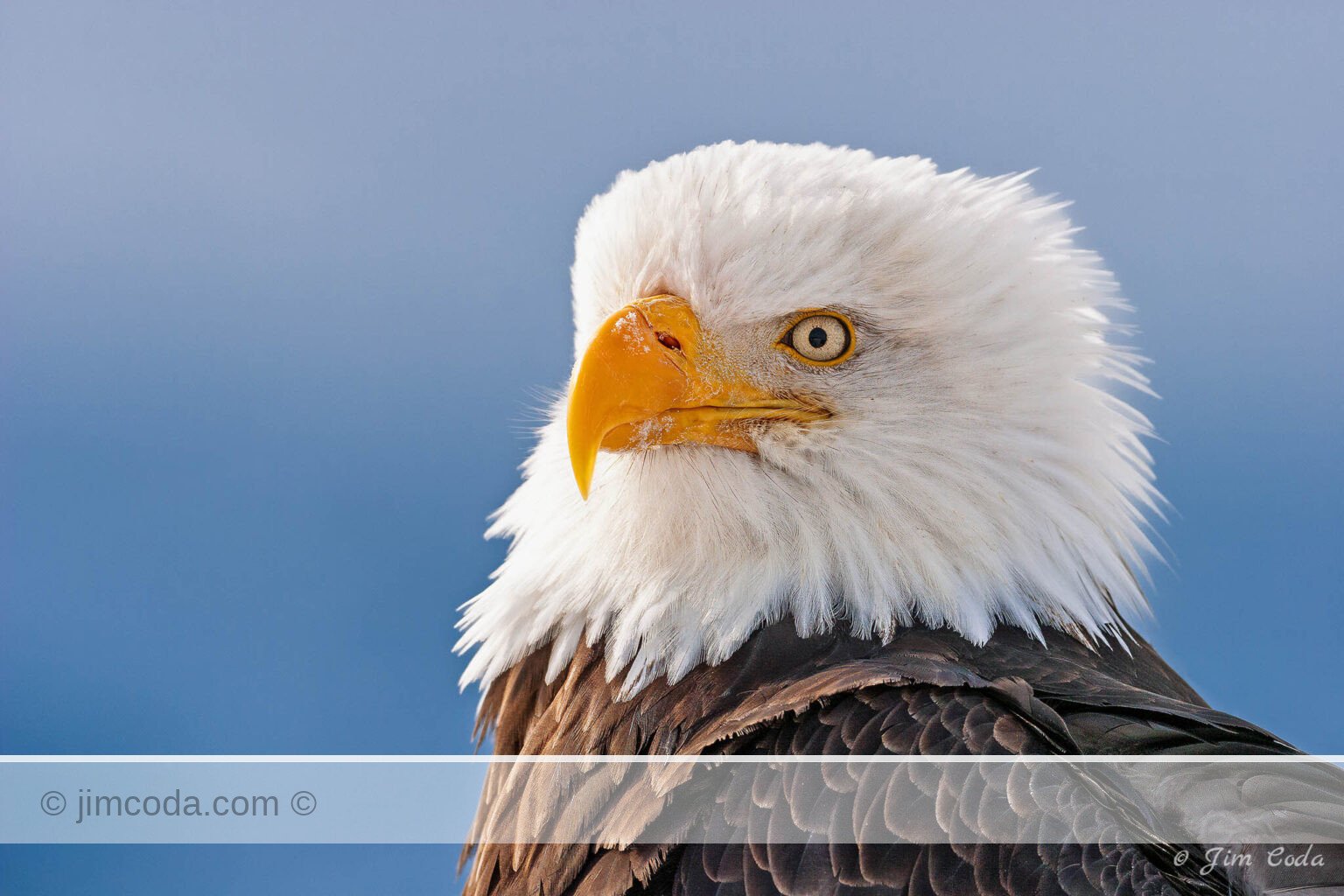 A bald eagle poses for its portrait near Homer, Alaska.