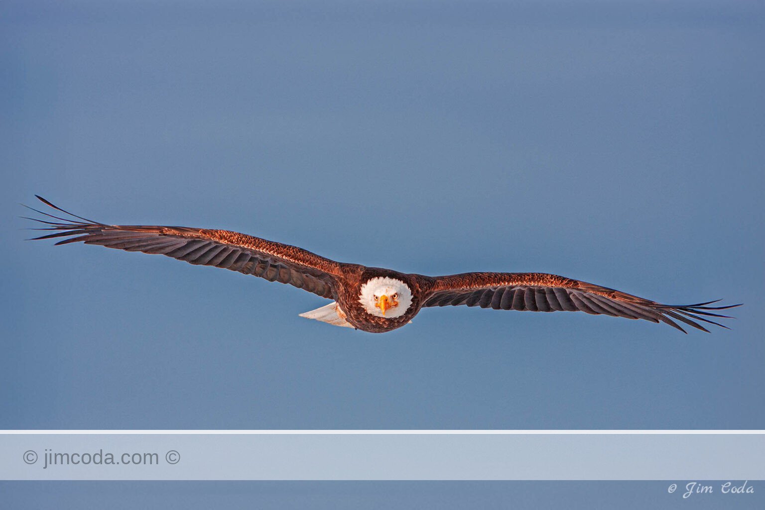 A bald eagle flies toward the camera along Kachemak Bay, Alaska.