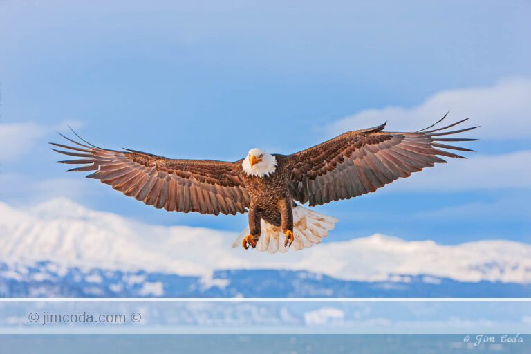 A bald eagle with outstretched wings prepares to land along the shoreline of Kachemak Bay.