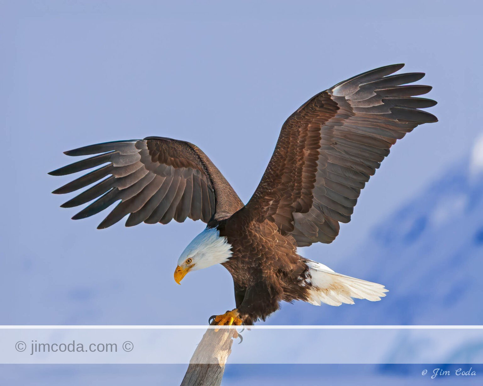 A bald eagle lands on a snag at Homer, Alaska.