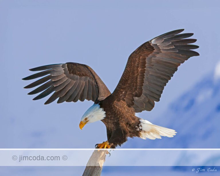 A bald eagle lands on a snag at Homer, Alaska.