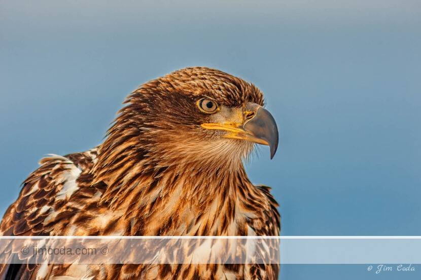 An immature bald eagle has its portrait photo taken while perched on some driftwood in Homer, Alaska.