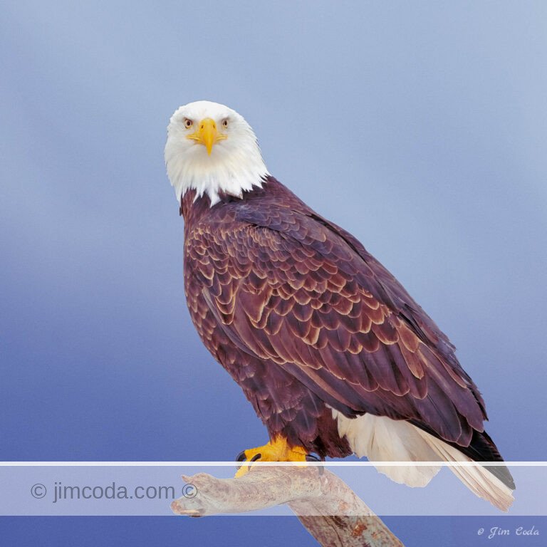 Photo of a bald eagle perched on a snag taken at Homer, Alaska.