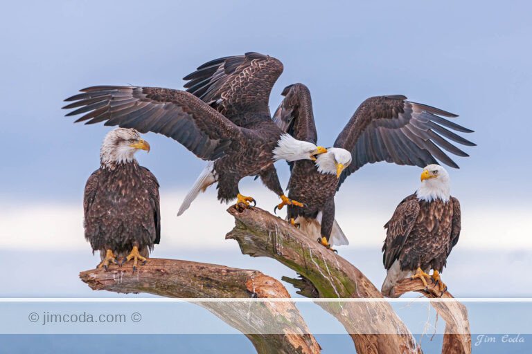 Photo of one eagle biting another when the one being bitten tried to force another off its perch at Homer, Alaska.